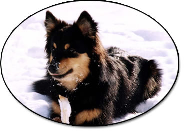 Dina