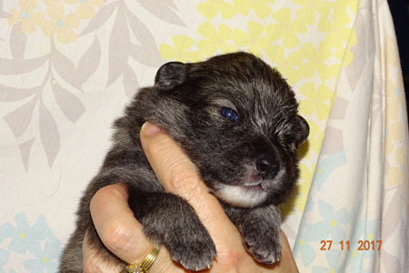 Kennel Villi-Joikhu