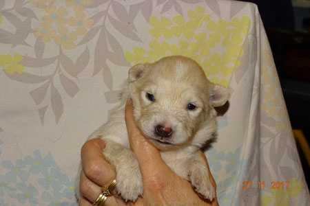 Kennel Villi-Joikhu