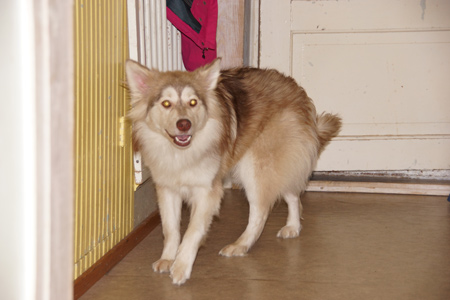 Kennel Villi-Joikhu
