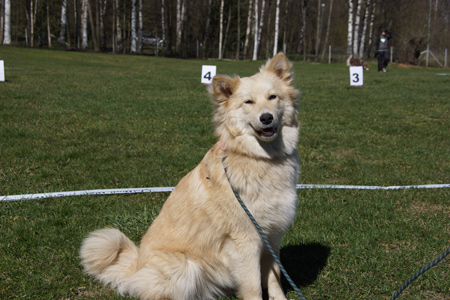 Kennel Villi-Joikhu