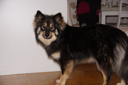 Kennel Villi-Joikhu