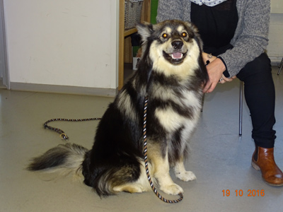 Kennel Villi-Joikhu