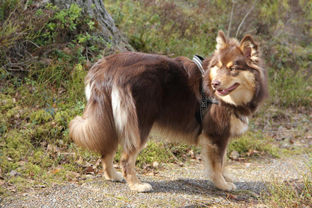 Kennel Villi-Joikhu