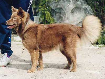 Villi-Joikhu Valloittajatar