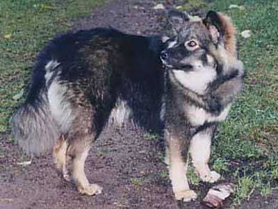 Villi-Joikhu Lemmikki