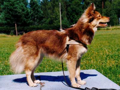 Villi-Joikhu Safiiri