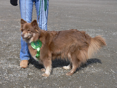 Villi-Joikhu Malli-Manta